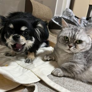 ごまとまめのプロフィール画像